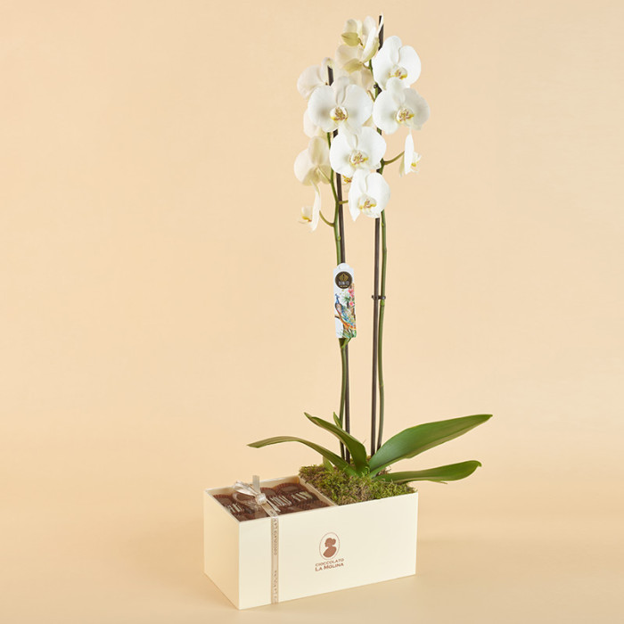 Orchid Gift Box